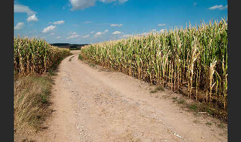 Intensive Landwirtschaft (industrial agriculture)