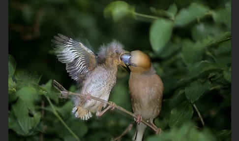 Kernbeißer (Coccothraustes coccothraustes)