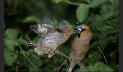 Kernbeißer (Coccothraustes coccothraustes)