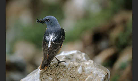 Steinrötel (Monticola saxatilis)