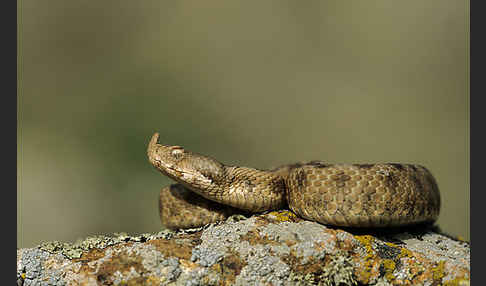 Europäische Hornotter (Vipera ammodytes)