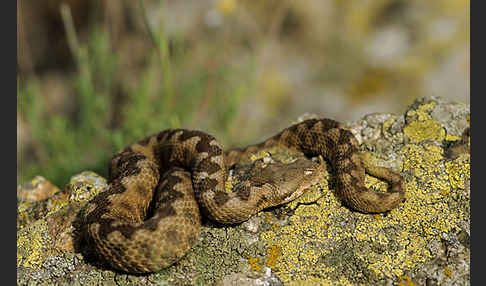 Europäische Hornotter (Vipera ammodytes)