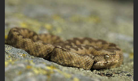 Europäische Hornotter (Vipera ammodytes)