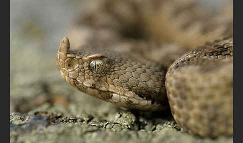 Europäische Hornotter (Vipera ammodytes)