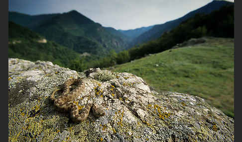 Europäische Hornotter (Vipera ammodytes)