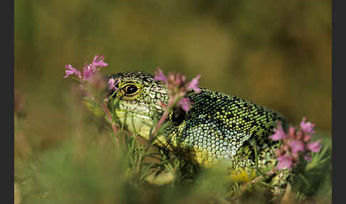 Riesensmaragdeidechse sspec. (Lacerta trilineata dobrogica)