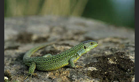 Riesensmaragdeidechse sspec. (Lacerta trilineata dobrogica)