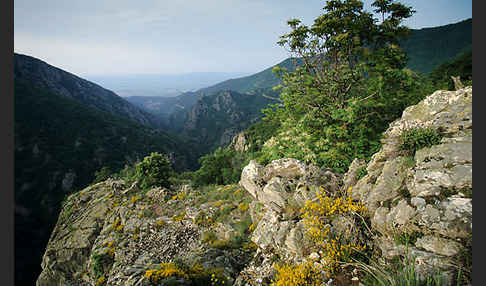 Bulgarien (Bulgaria)