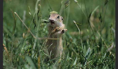 Gemeines Ziesel (Citellus citellus)