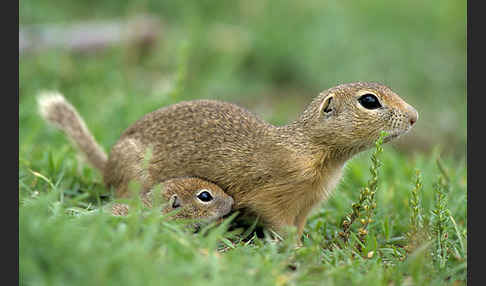 Gemeines Ziesel (Citellus citellus)