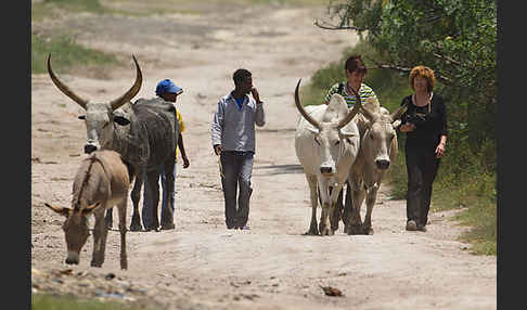 Zebu (Bos primigenius indicus)