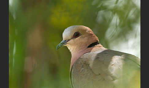 Afrikanische Lachtaube (Streptopelia roseogrisea)