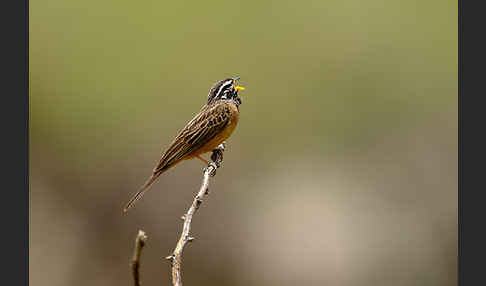 Bergammer (Emberiza tahapisi)