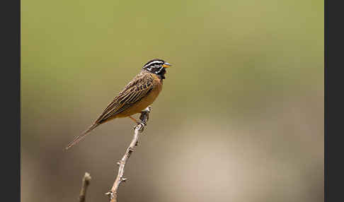 Bergammer (Emberiza tahapisi)