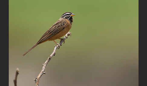 Bergammer (Emberiza tahapisi)