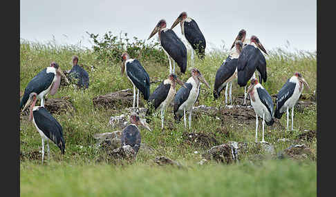 Marabu (Leptoptilos crumiferus)