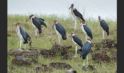 Marabu (Leptoptilos crumiferus)