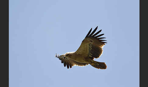 Savannenadler (Aquila rapax)