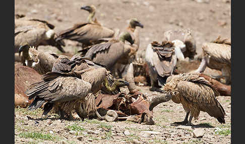 Weißrückengeier (Gyps africanus)