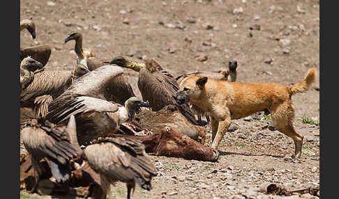 Weißrückengeier (Gyps africanus)