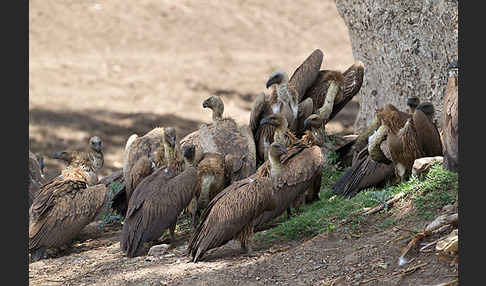 Weißrückengeier (Gyps africanus)