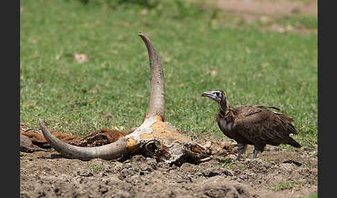 Zebu (Bos primigenius indicus)