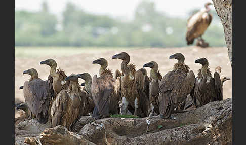 Weißrückengeier (Gyps africanus)