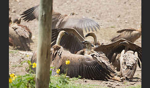 Weißrückengeier (Gyps africanus)