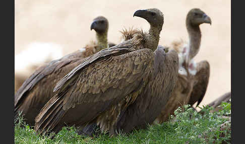 Weißrückengeier (Gyps africanus)