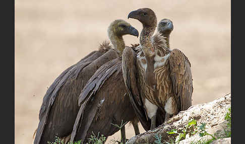 Weißrückengeier (Gyps africanus)