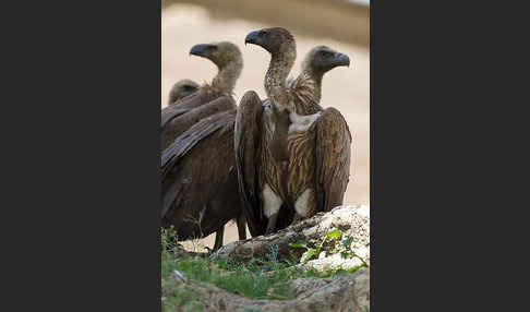 Weißrückengeier (Gyps africanus)