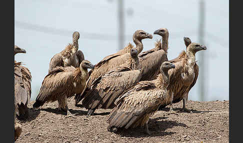 Weißrückengeier (Gyps africanus)