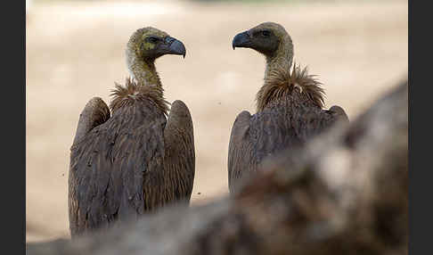 Weißrückengeier (Gyps africanus)