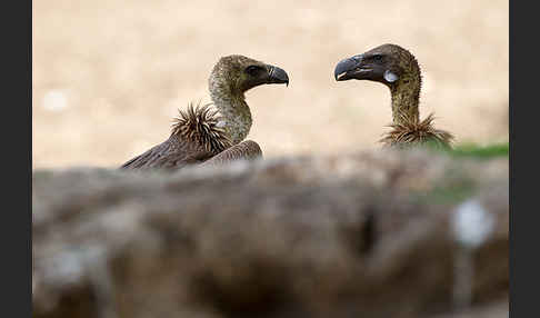 Weißrückengeier (Gyps africanus)