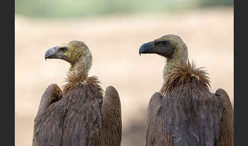 Weißrückengeier (Gyps africanus)