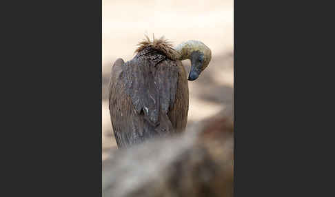 Weißrückengeier (Gyps africanus)