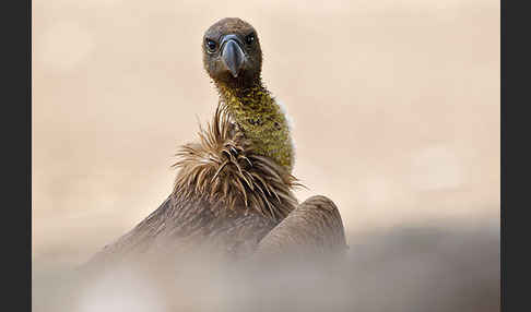 Weißrückengeier (Gyps africanus)