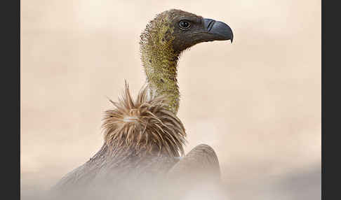 Weißrückengeier (Gyps africanus)