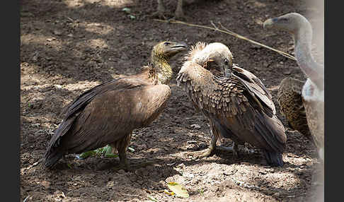 Weißrückengeier (Gyps africanus)