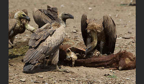 Weißrückengeier (Gyps africanus)