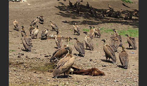 Weißrückengeier (Gyps africanus)