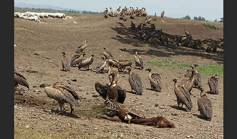 Weißrückengeier (Gyps africanus)