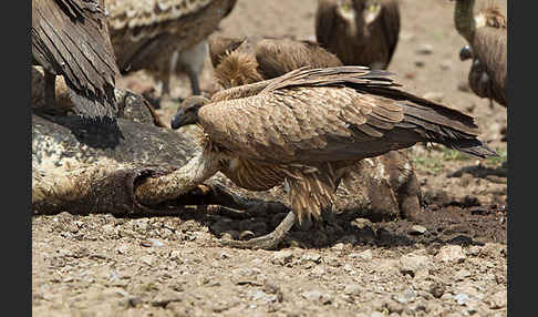 Weißrückengeier (Gyps africanus)