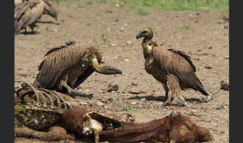 Weißrückengeier (Gyps africanus)