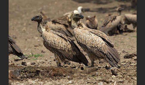 Weißrückengeier (Gyps africanus)