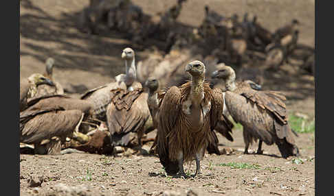 Weißrückengeier (Gyps africanus)