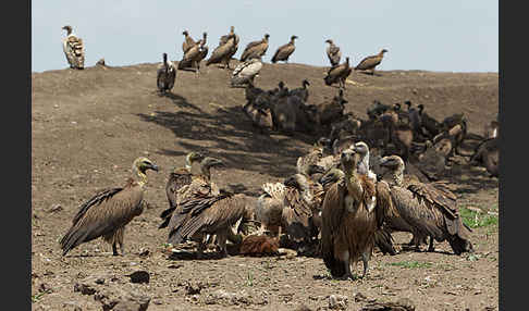 Weißrückengeier (Gyps africanus)