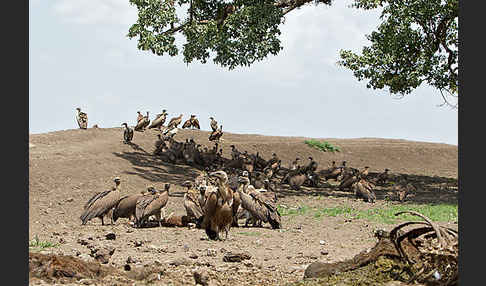 Weißrückengeier (Gyps africanus)