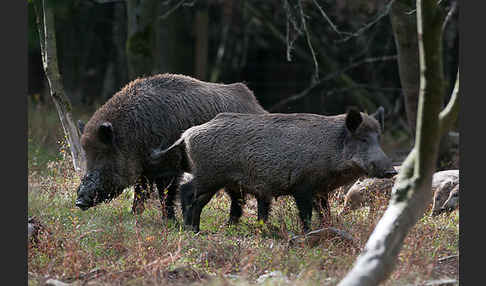 Schwarzwild (Sus scrofa)