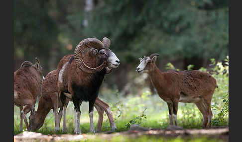 Muffelwild (Ovis ammon musimon)